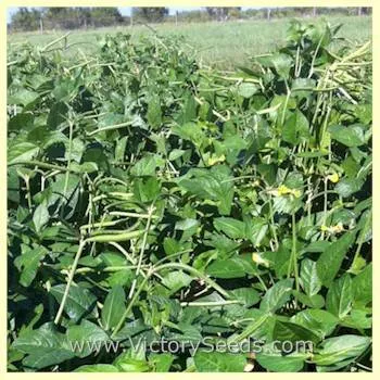 Lady Southern Pea