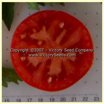 Livingston's Ideal Tomato