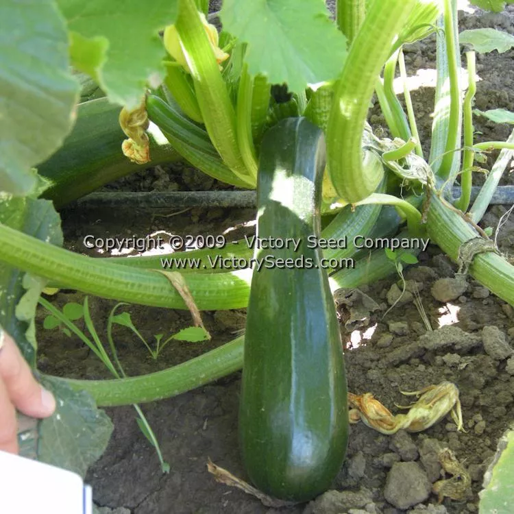 Black Beauty Zucchini Summer Squash