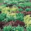 Gourmet Salad Lettuce Mix
