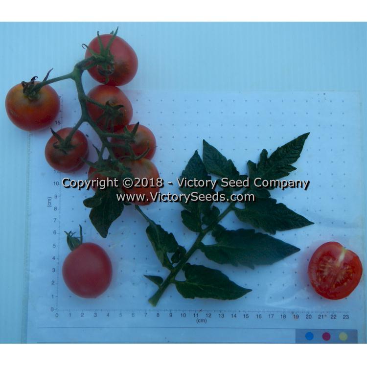 Dwarf Bendigo Dawn Tomato