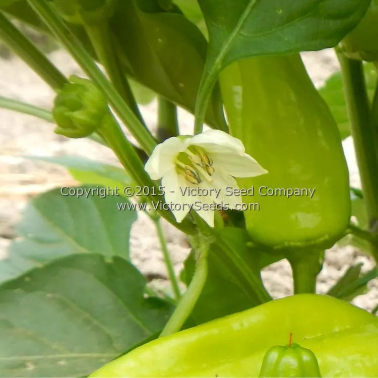 Neapolitan Pepper