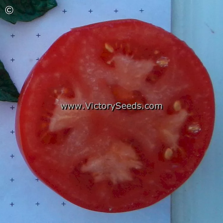 Duke of York Tomato