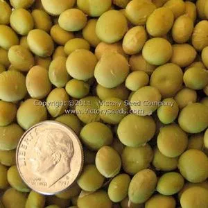 Karikachi 3 Soybean