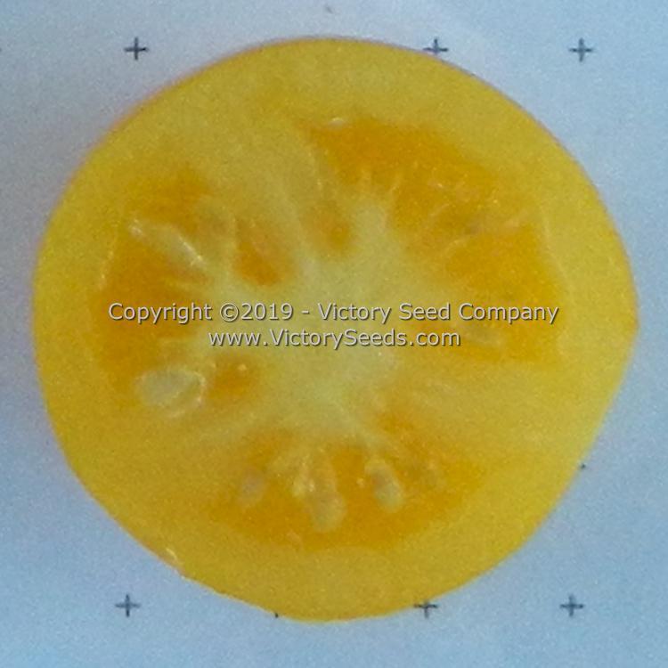 Dwarf Moby's Cherry Tomato