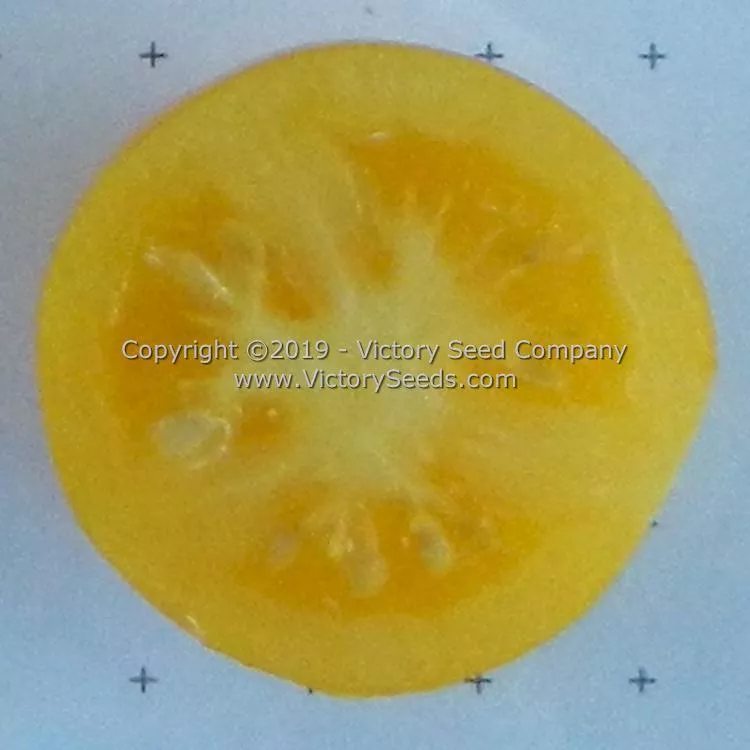 Dwarf Moby's Cherry Tomato