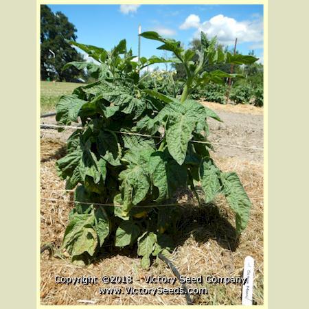 Dwarf Barossa Moon Tomato