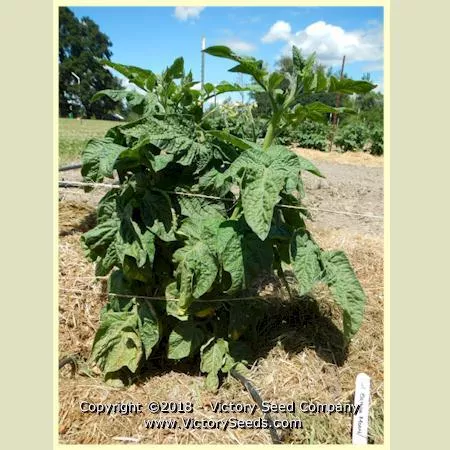 Dwarf Barossa Moon Tomato