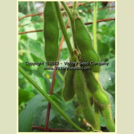 Jacques Brown Soybean