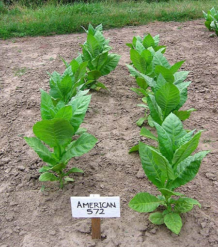 American 572 Tobacco