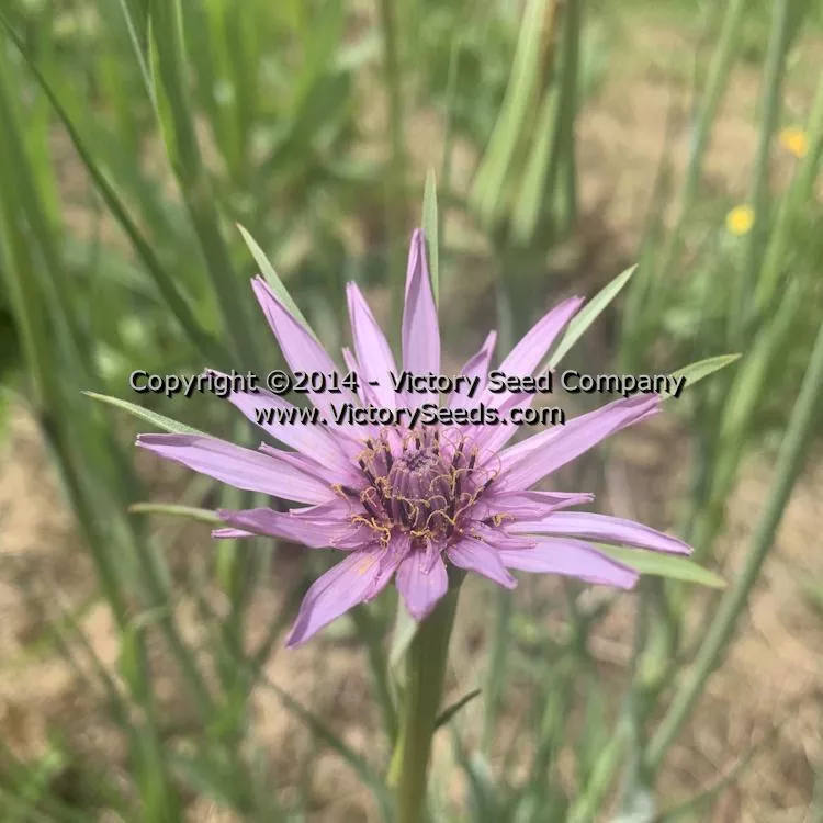 Mammoth Sandwich Island Salsify