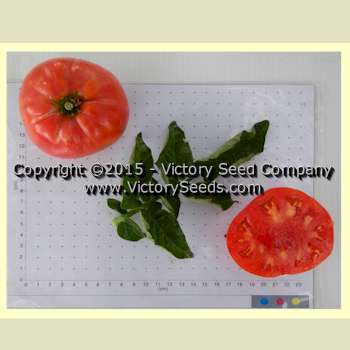 Yukon Quest Tomato