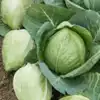 Charleston Wakefield Cabbage