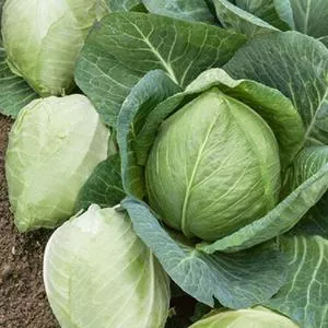 Charleston Wakefield Cabbage