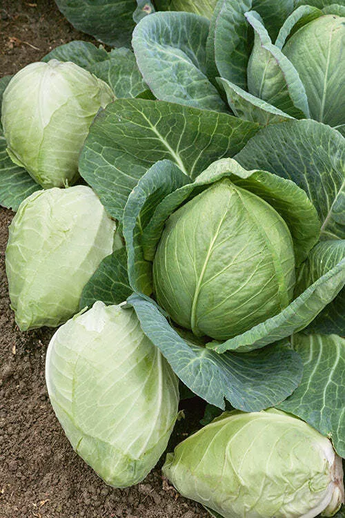 Charleston Wakefield Cabbage