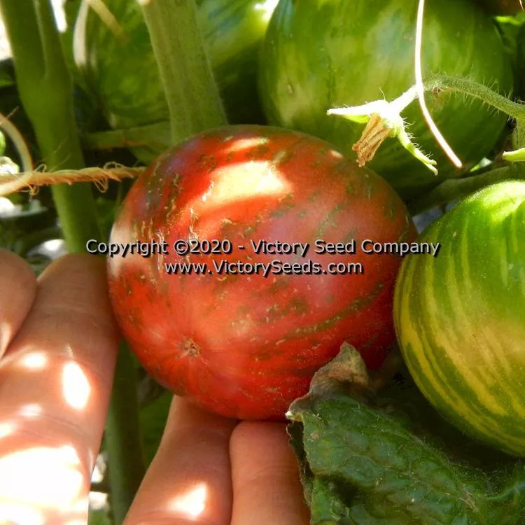 Dwarf Noah's Stripes Tomato