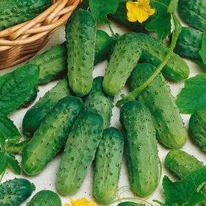 National Pickling Cucumber