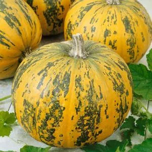 Pepitas F1 Pumpkin