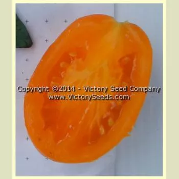 Italian Gold Tomato