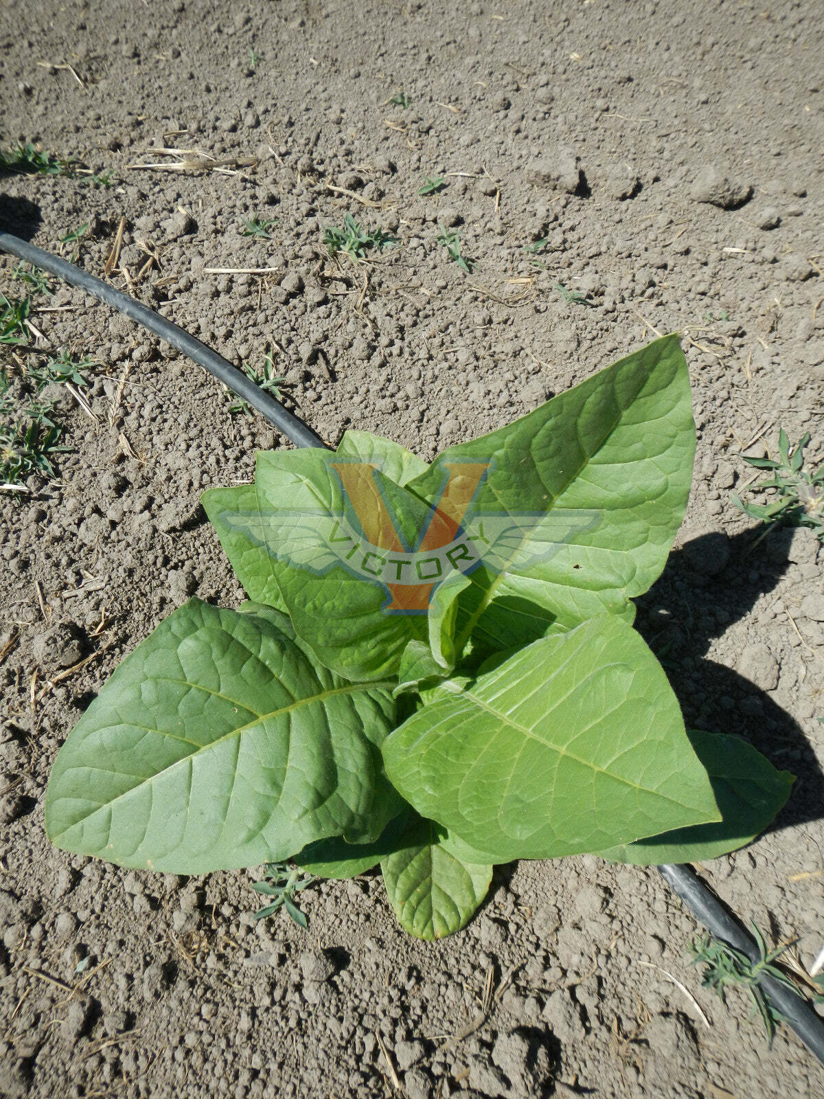 Lemon Bright Tobacco