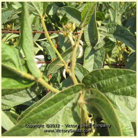 Lammer's Black Soybean