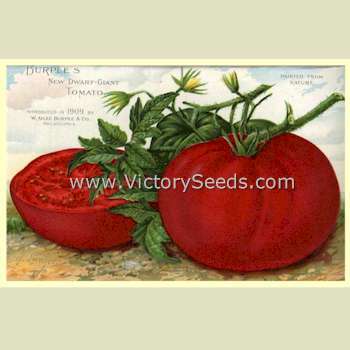 Burpee's Dwarf Giant Tomato