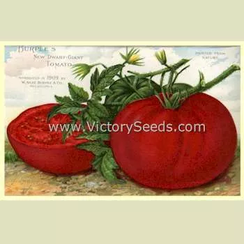 Burpee's Dwarf Giant Tomato