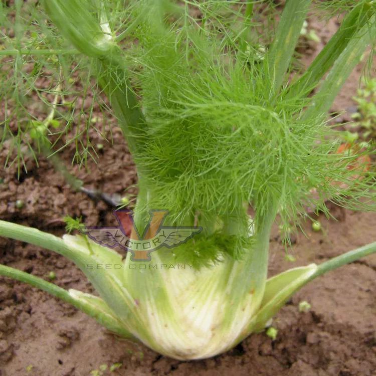 Fennel, Florence
