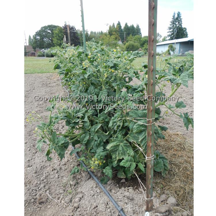 Dwarf Vince's Haze Tomato