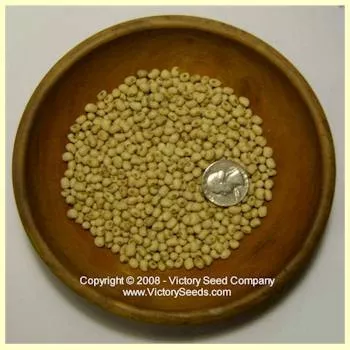 Lady Southern Pea