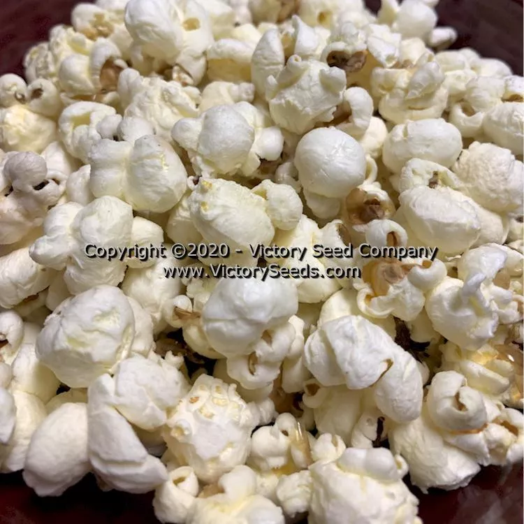 Dynamite (South American) Popcorn