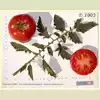 Burpee's Matchless Tomato