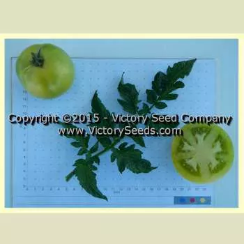 Dwarf Kelly Green Tomato