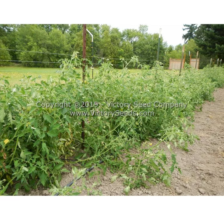 Mahoning Valley Beauty Tomato