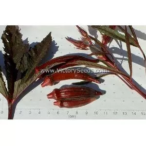 Aunt Hettie's Red Okra