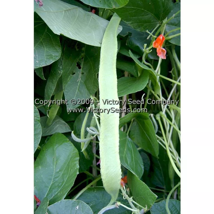 Scarlet Runner Bean