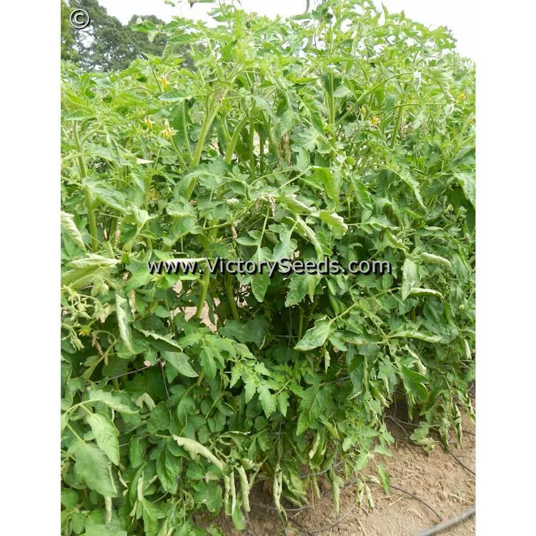 McGarity's Mortgage Lifter Tomato