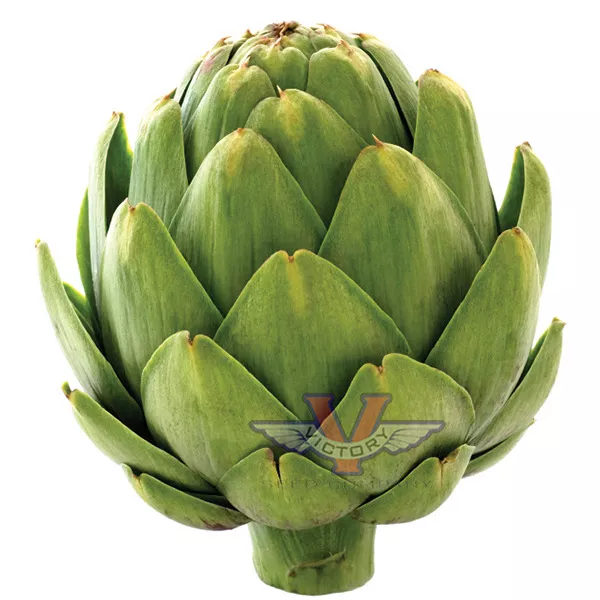 100+ Organic Green Globe Artichoke Seeds – NON-GMO Heirloom, Fresh 2025 Season, Instant Latch Fresh