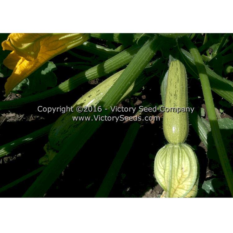 Caserta Summer Squash