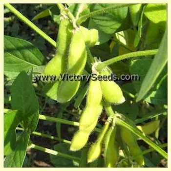 Karikachi 3 Soybean