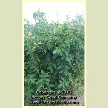 Livingston's Golden Queen Tomato