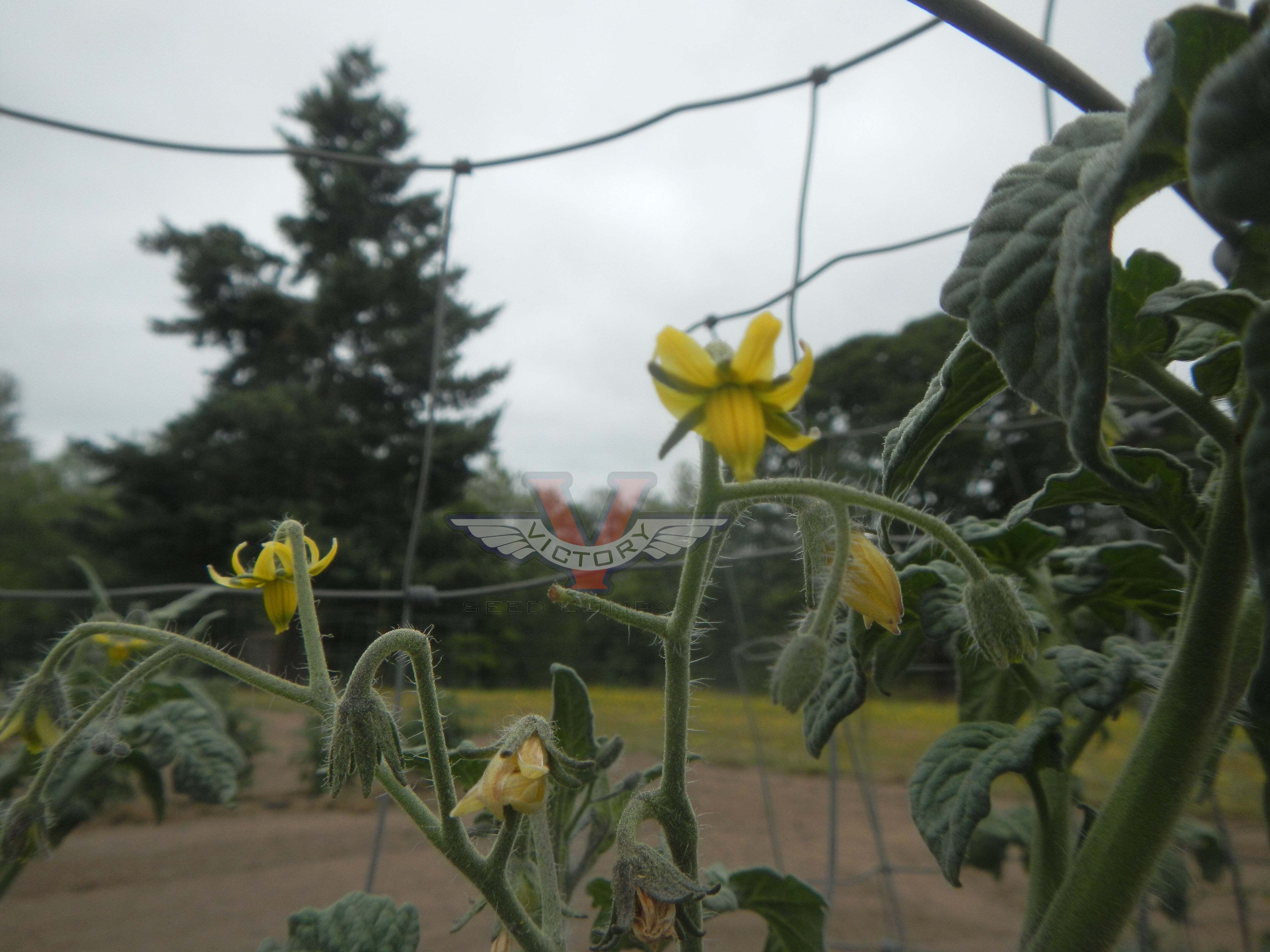 Gondwana Moon Tomato