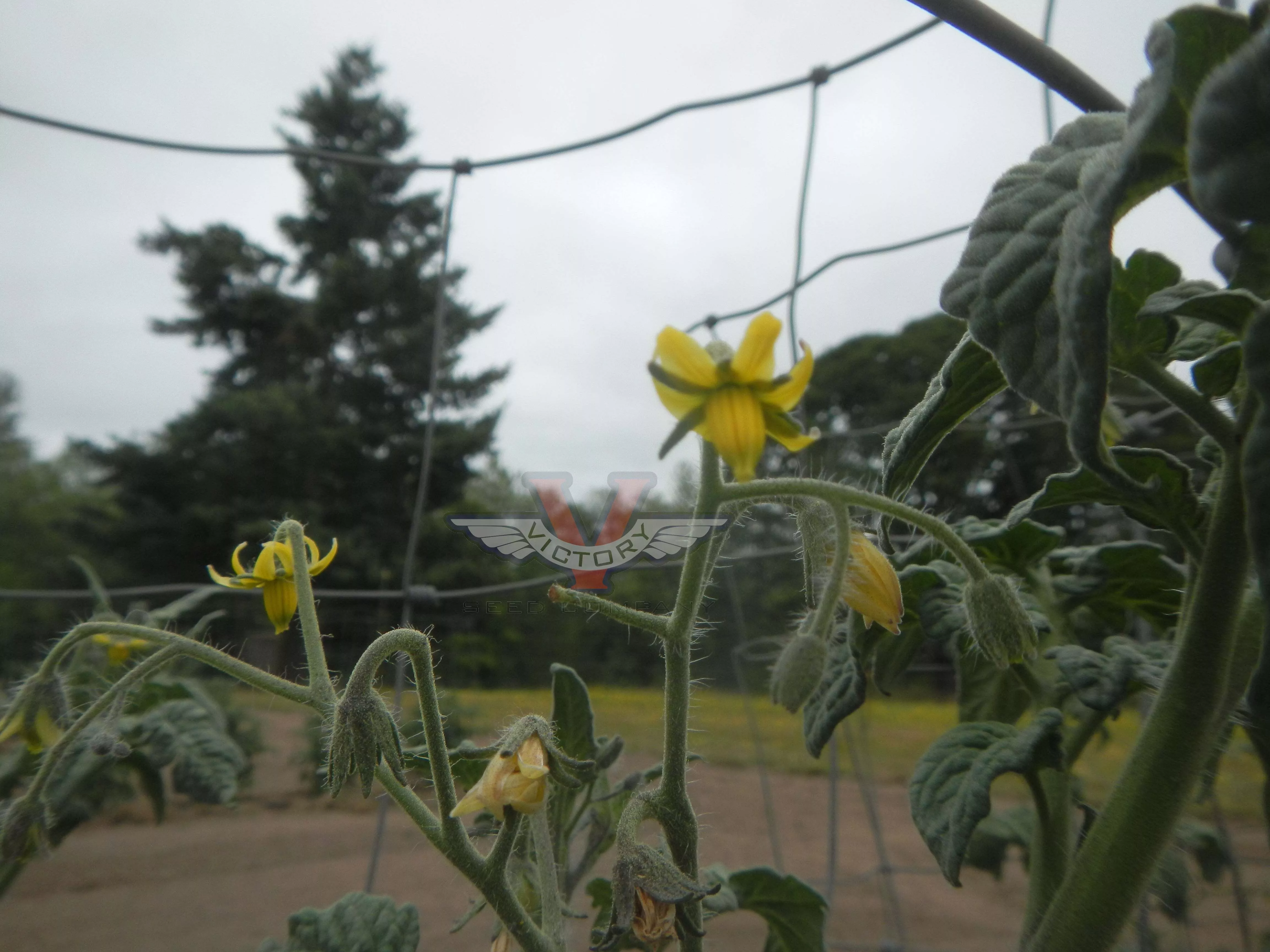 Gondwana Moon Tomato