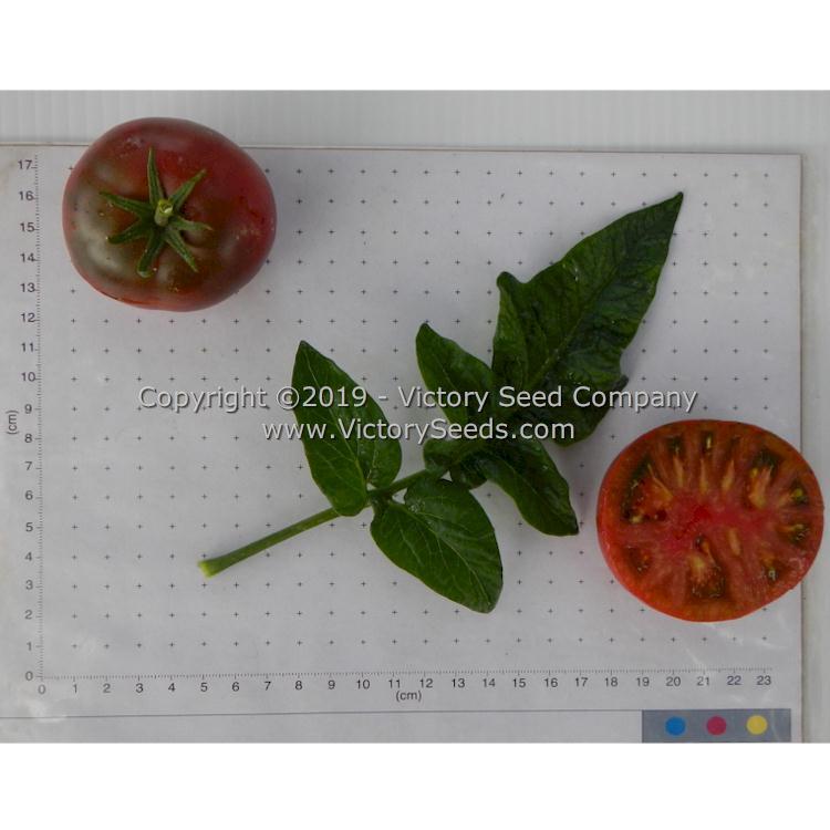 Dwarf Dainty Isabel Tomato