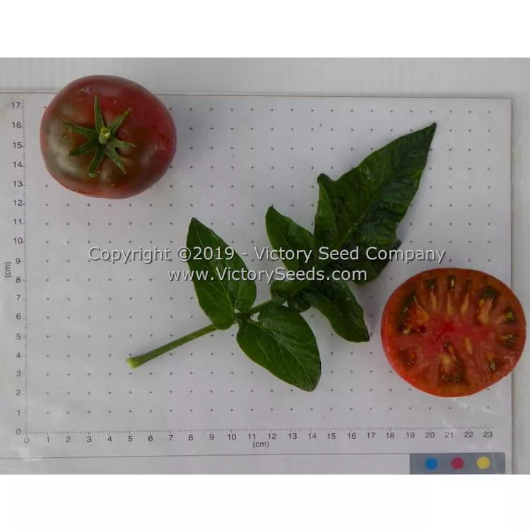 Dwarf Dainty Isabel Tomato