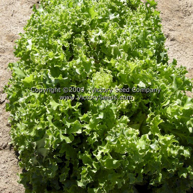 Tango Leaf Lettuce