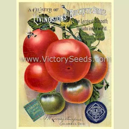 Buckeye State Tomato