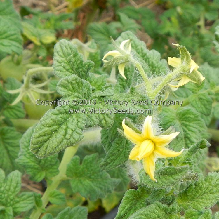 Dwarf Moby's Cherry Tomato