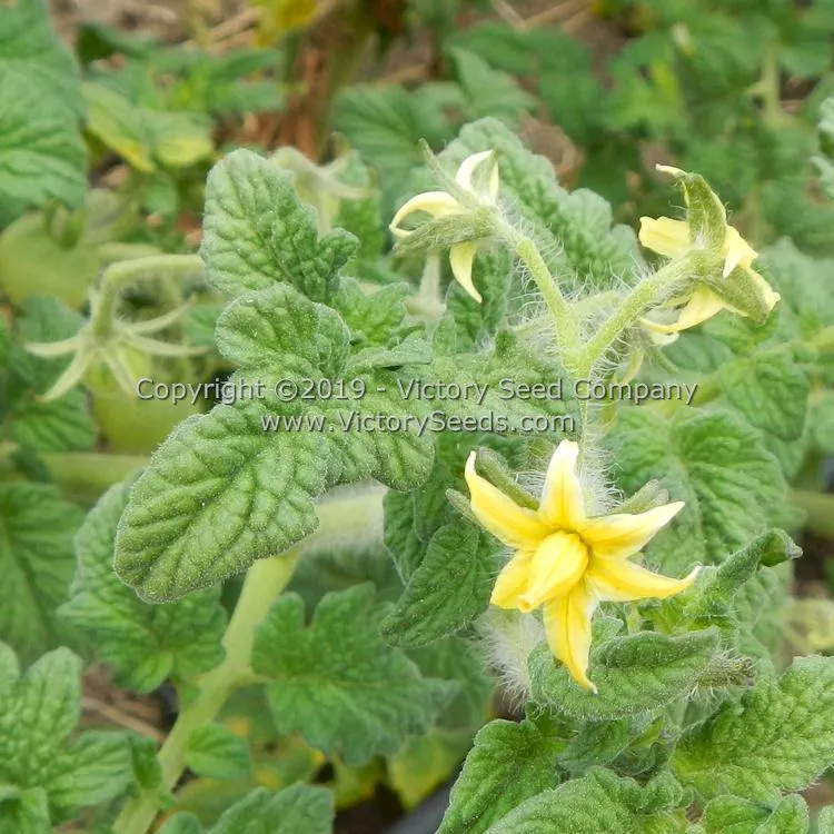 Dwarf Moby's Cherry Tomato