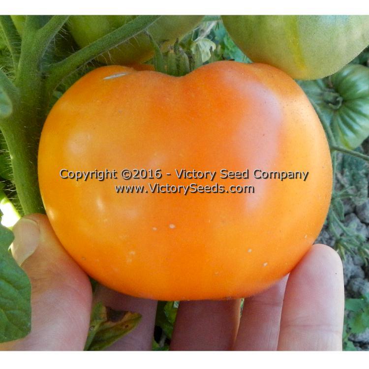 Loxton Lad Tomato